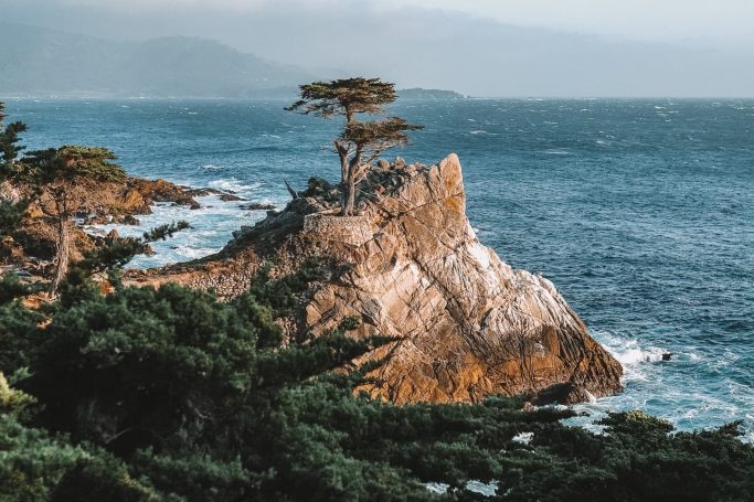 lone-cypress