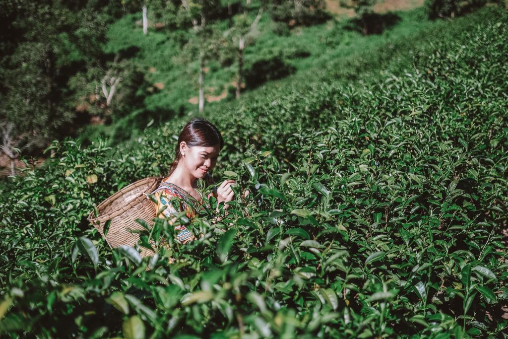 chiangmai-19